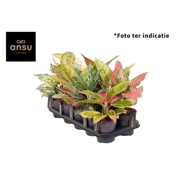 Горшечные цветы и растения оптом Aglaonema Mix Exclusive от 10шт из Голландии с доставкой по России