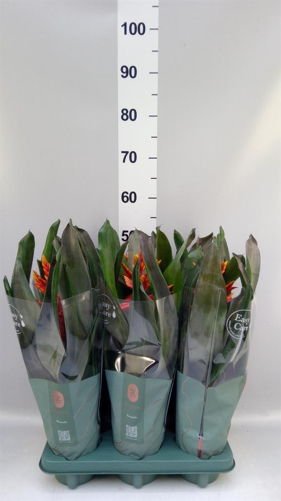Горшечные цветы и растения оптом Aechmea pepita Elegant Flames от 6шт из Голландии с доставкой по России