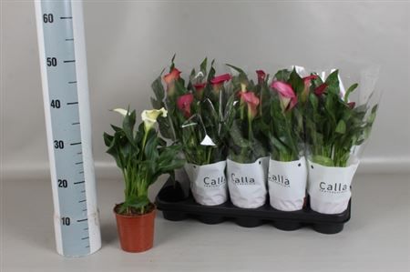 Горшечные цветы и растения оптом Zant Gem 4 Kl 2+ от 10шт из Голландии с доставкой по России