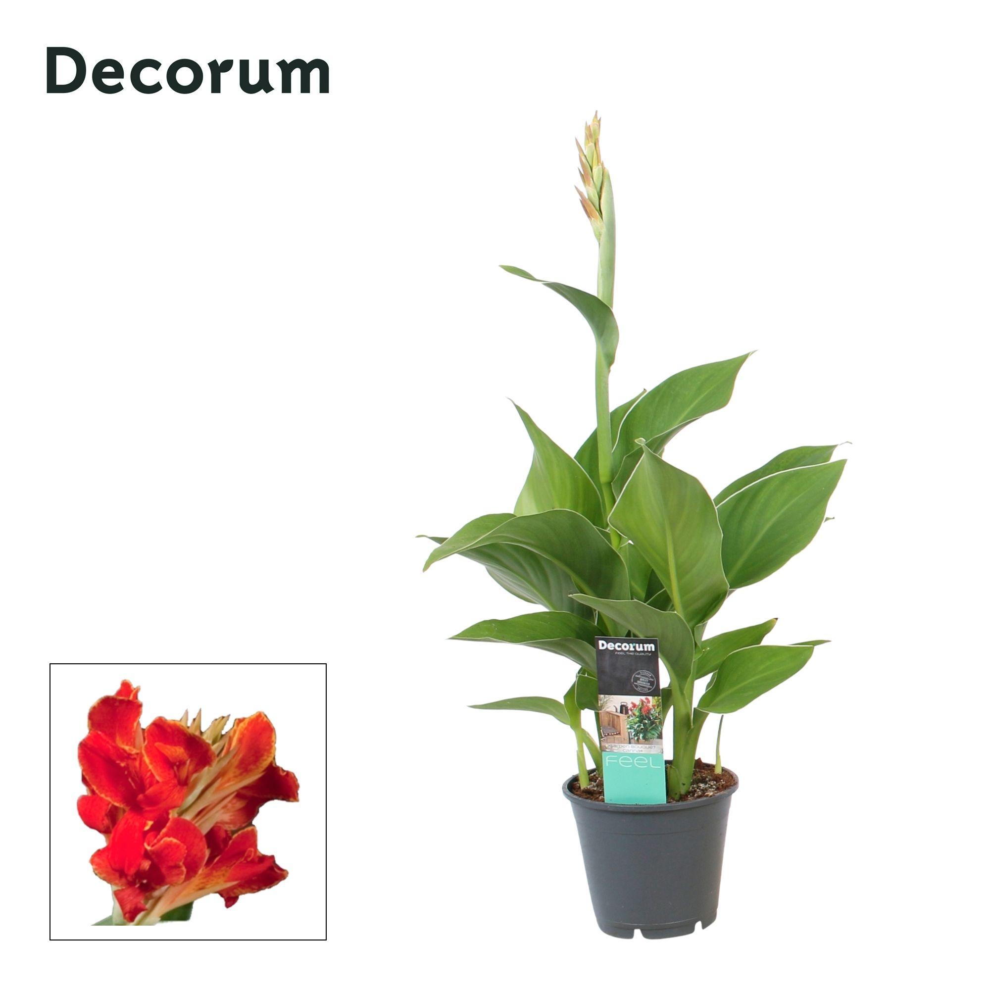 Горшечные цветы и растения оптом Canna Madeira (decorum) от 7шт из Голландии с доставкой по России