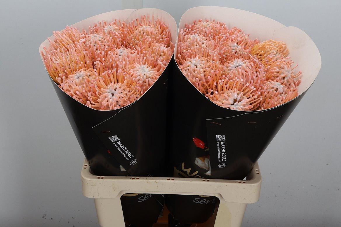 Срезанные цветы оптом Nutans wax oceana от 20шт из Голландии с доставкой по России