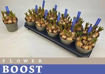 Горшечные цветы и растения оптом Muscar Armeniacum от 10шт из Голландии с доставкой по России