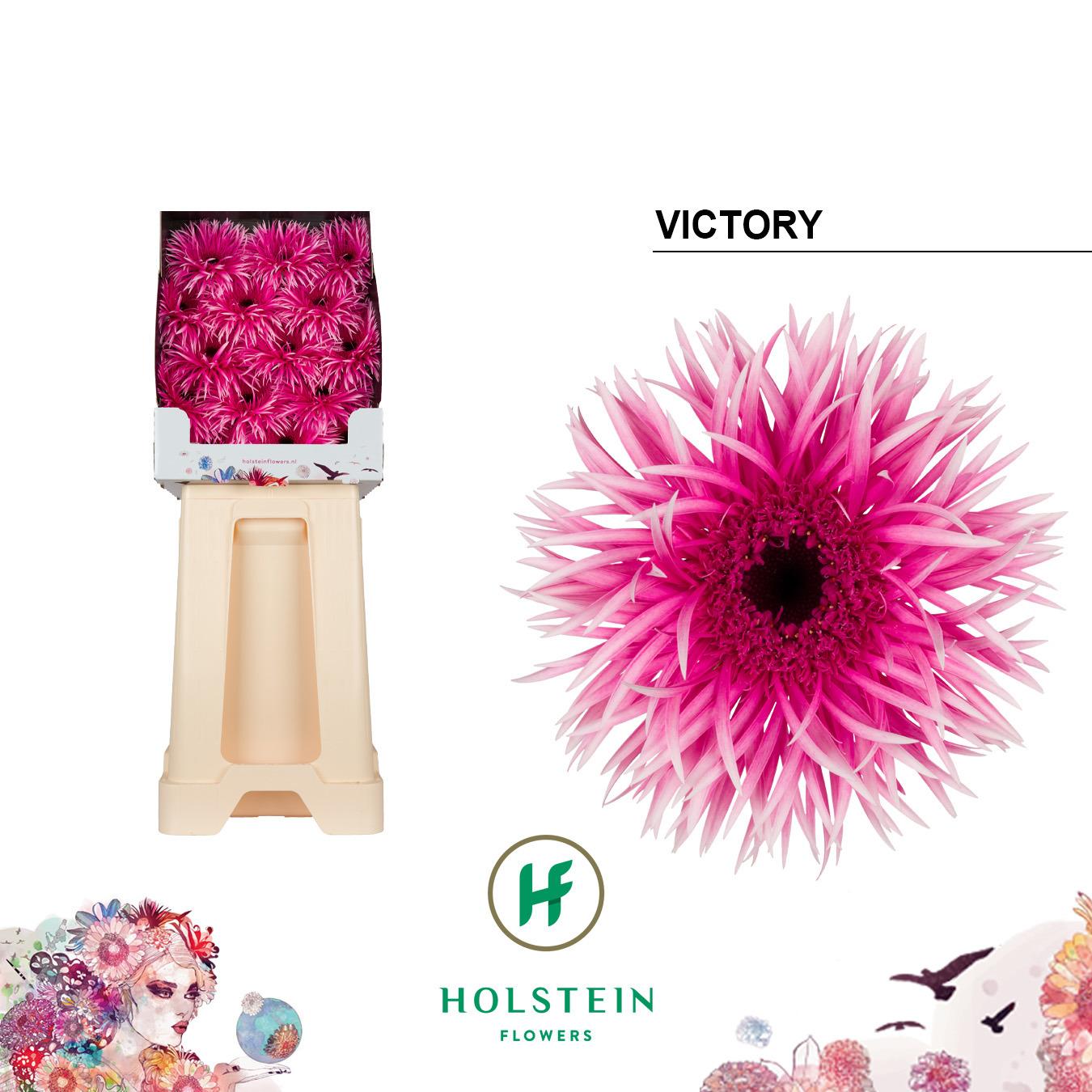 Срезанные цветы оптом Gerbera diamond gerspider victory от 45шт из Голландии с доставкой по России