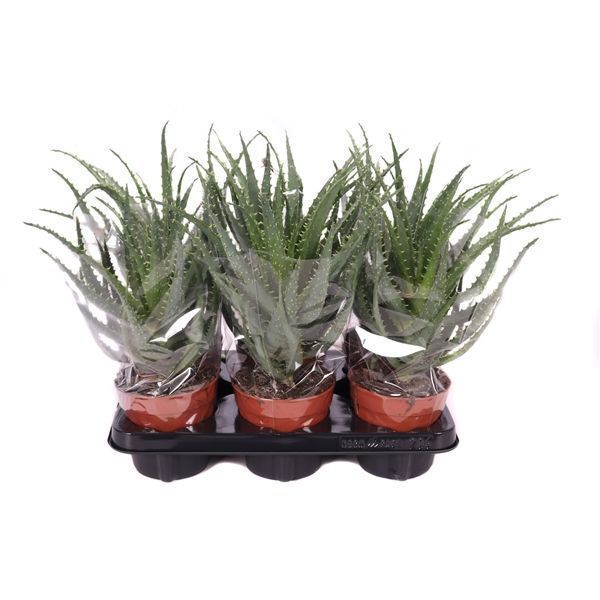 Горшечные цветы и растения оптом Aloe Arborescens In Sleeve от 10шт из Голландии с доставкой по России