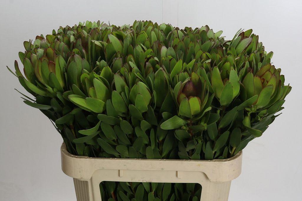 Срезанные цветы оптом Leucadendron saf goldstrike от 80шт из Голландии с доставкой по России