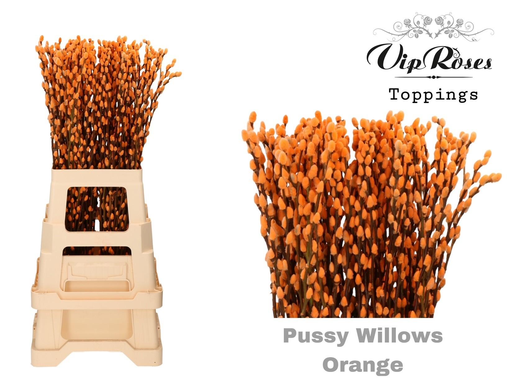 Срезанные цветы оптом Salix paint pussy willow orange от 100шт из Голландии с доставкой по России