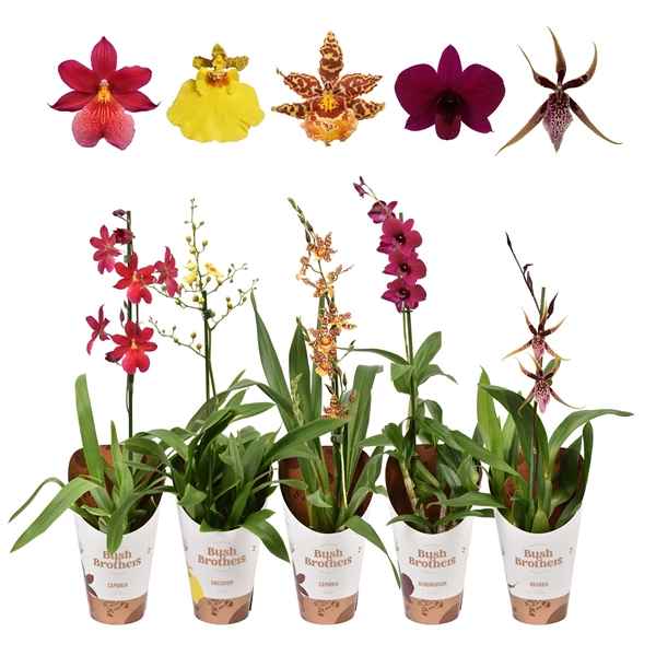 Горшечные цветы и растения оптом Orchid 1st Mix от 6шт из Голландии с доставкой по России