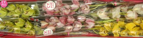 Срезанные цветы оптом Minicymbidium mix spring от 15шт. из Голландии с доставкой по России