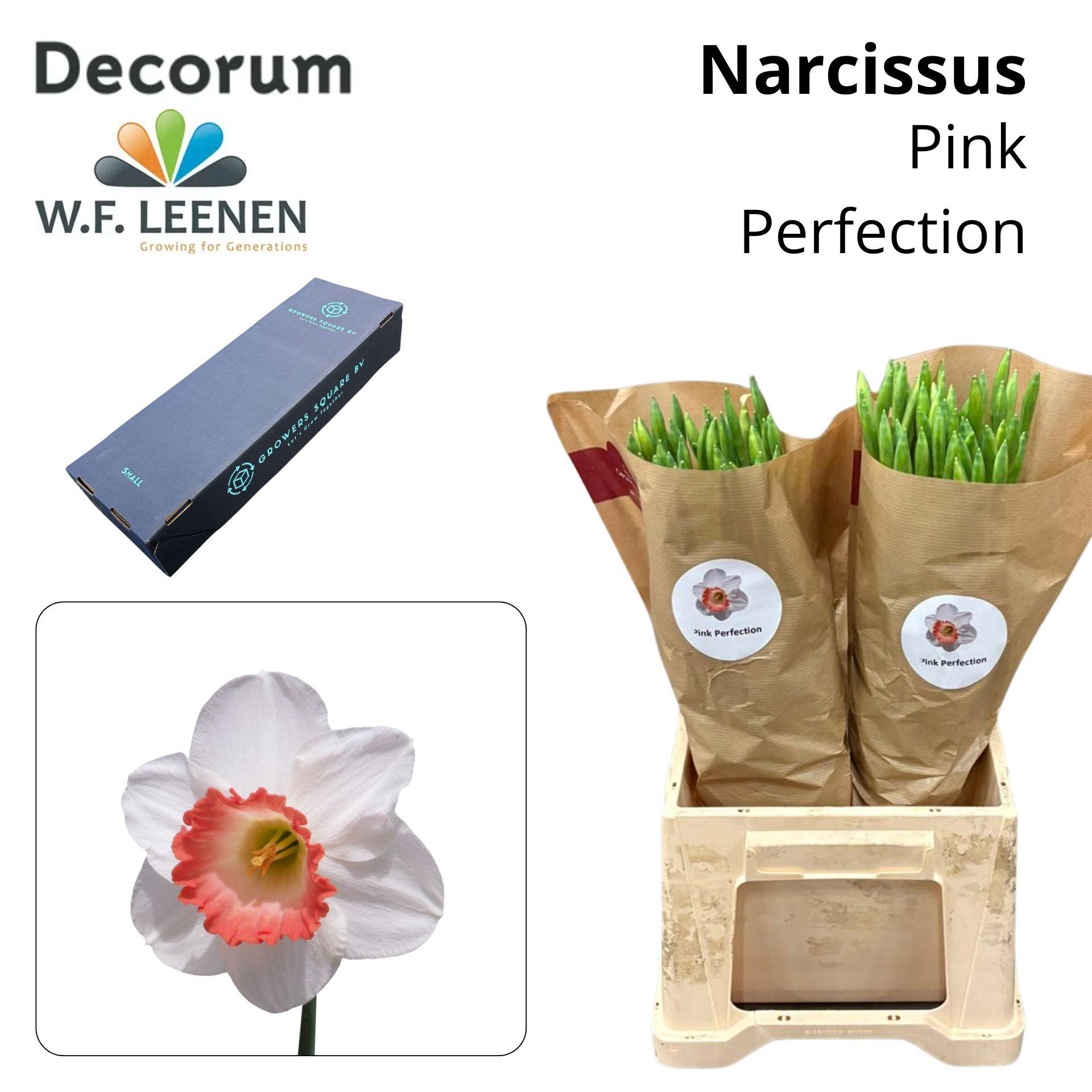 Срезанные цветы оптом Narcissus si pink perfection in box от 100шт из Голландии с доставкой по России