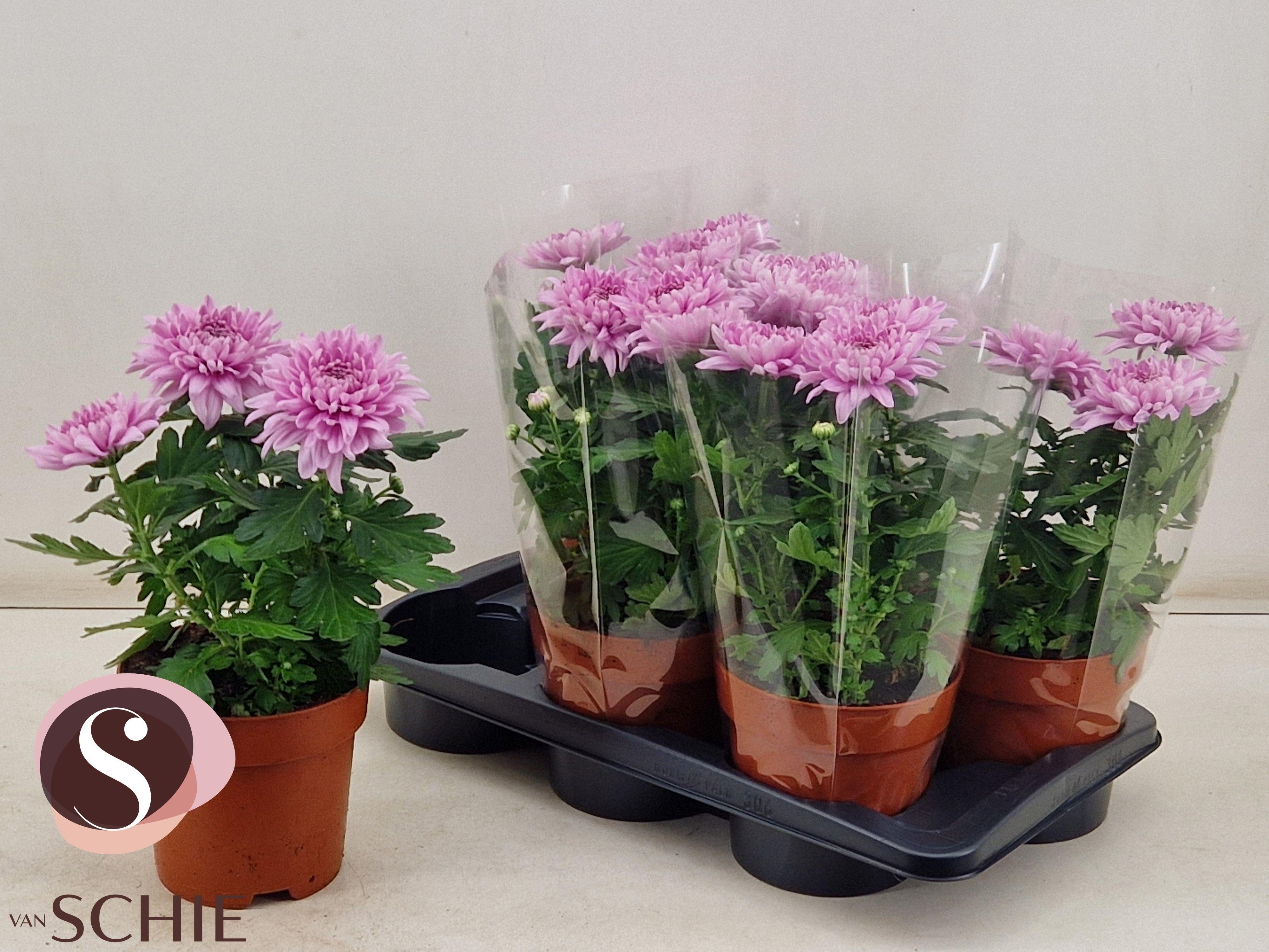 Горшечные цветы и растения оптом Chrys Supnova Pink A от 6шт из Голландии с доставкой по России