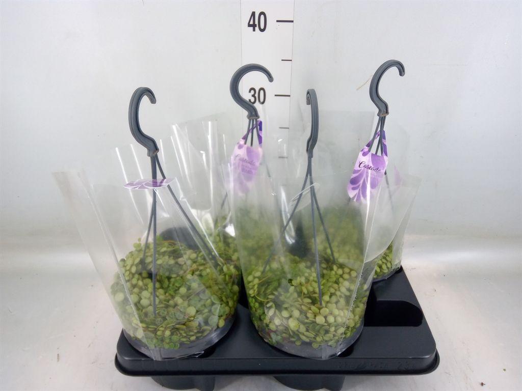 Горшечные цветы и растения оптом Peperomia Pros. от 4шт из Голландии с доставкой по России