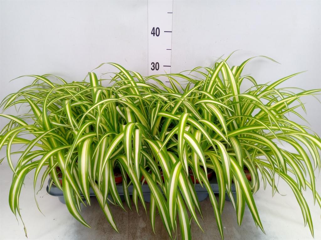Горшечные цветы и растения оптом Chlorophytum Com Variegatum от 10шт из Голландии с доставкой по России