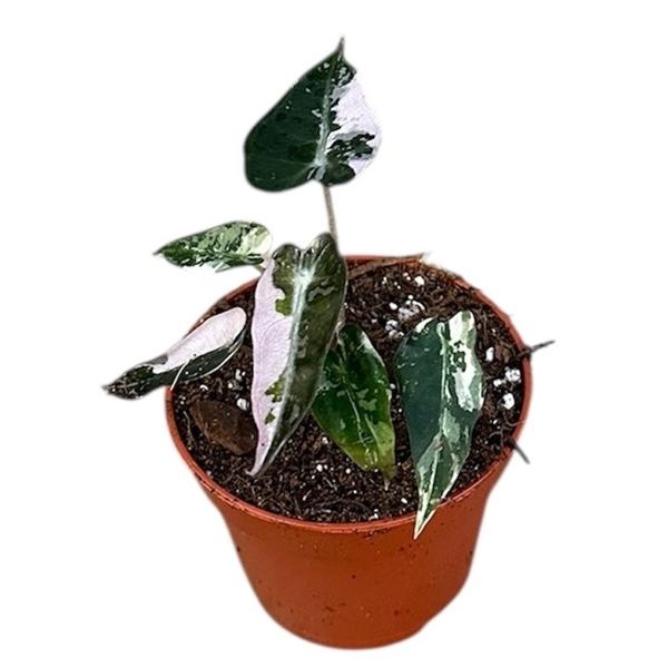 Горшечные цветы и растения оптом Alocasia Bambino Variegata от 1шт (для телеги) из Голландии с доставкой по России