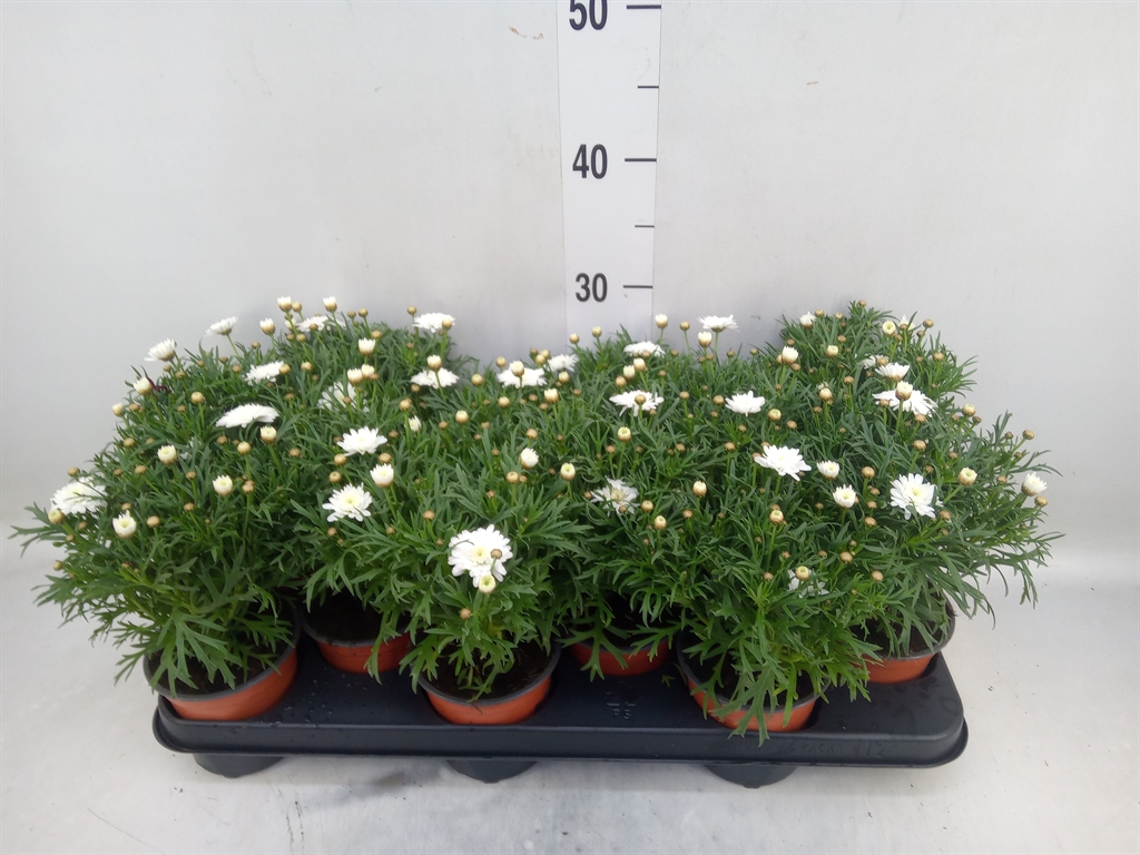 Горшечные цветы и растения оптом Argyranthemum   ... от 12шт из Голландии с доставкой по России