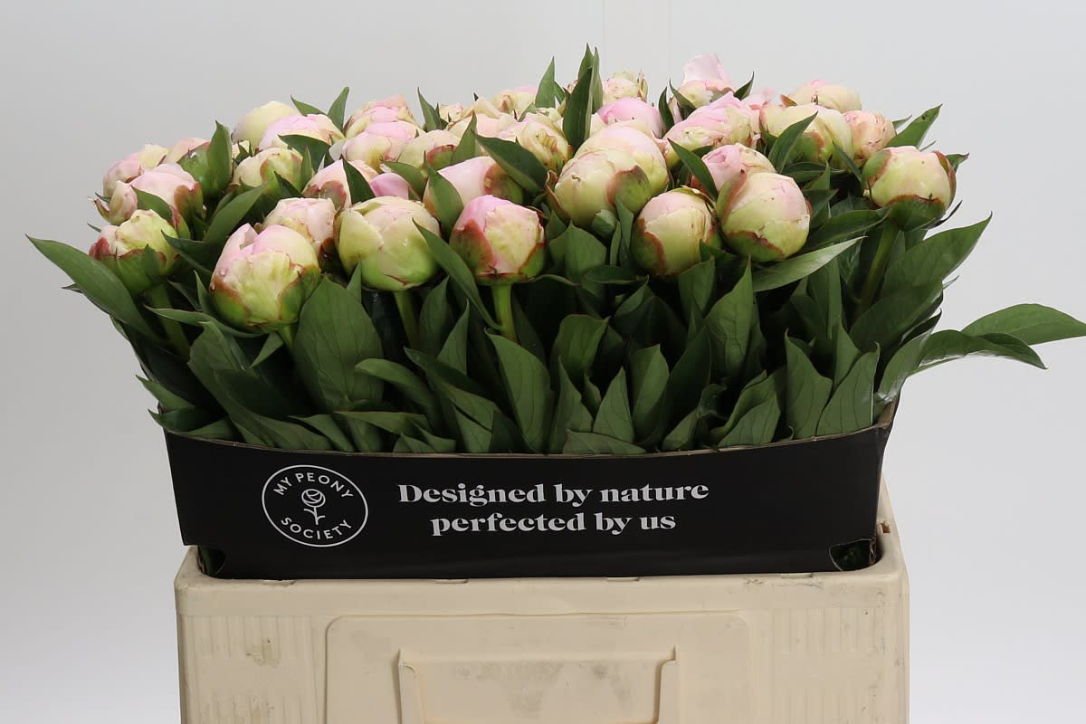 Срезанные цветы оптом Paeonia florence nicholls от 40шт. из Голландии с доставкой по России
