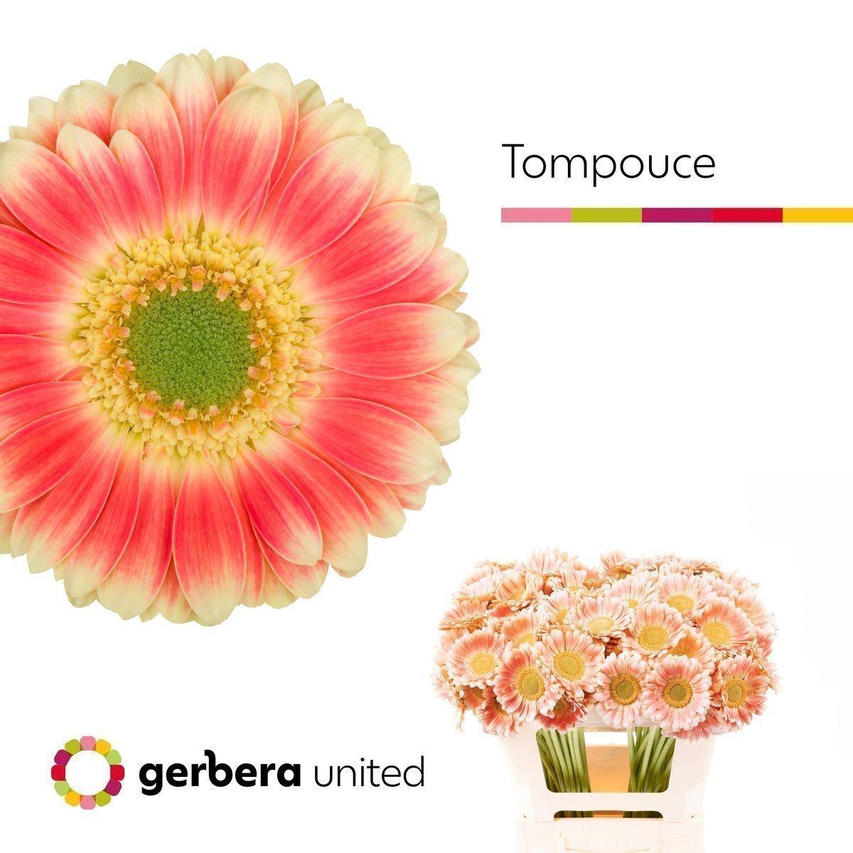Срезанные цветы оптом Germini tompouce от 60шт. из Голландии с доставкой по России
