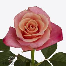 Срезанные цветы оптом Rosa large helene от 40шт из Голландии с доставкой по России