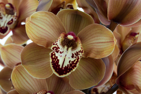 Срезанные цветы оптом Cymbidium brown butterscotch от 6шт из Голландии с доставкой по России