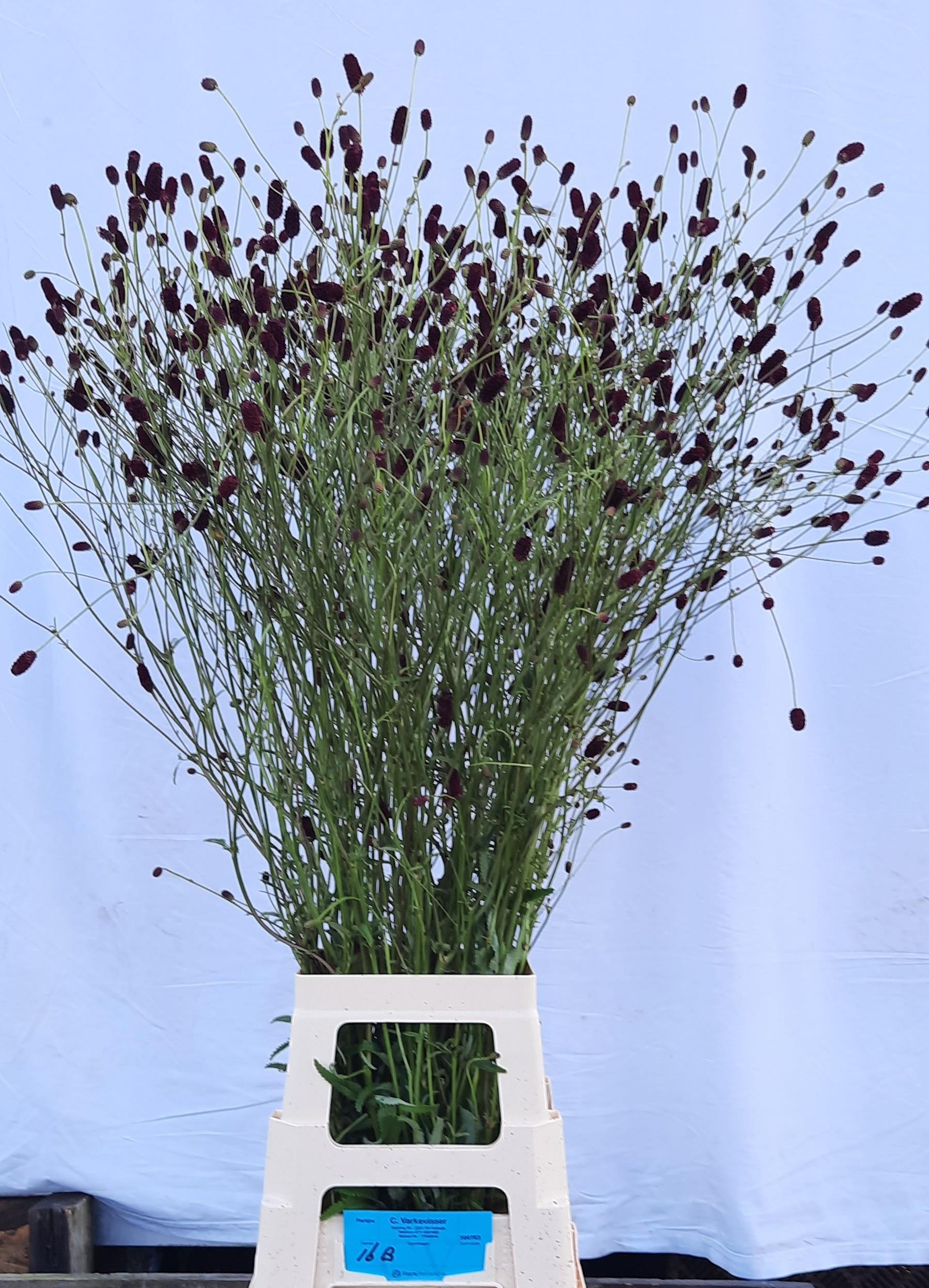 Срезанные цветы оптом Sanguisorba tully от 50шт из Голландии с доставкой по России