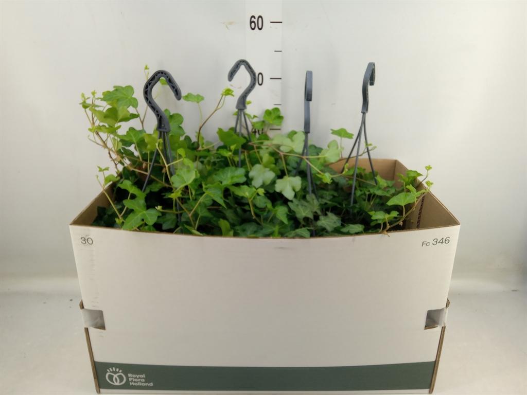 Горшечные цветы и растения оптом Hedera   ...green Leafed от 4шт из Голландии с доставкой по России