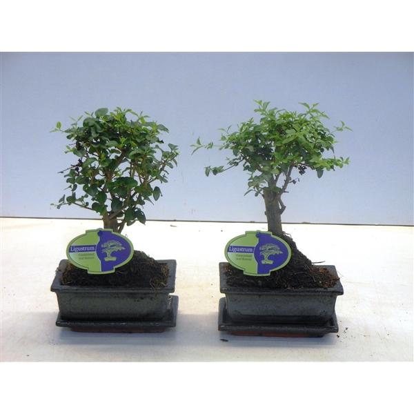 Горшечные цветы и растения оптом Bonsai Ligustrum Sinensis, With Drip от 10шт из Голландии с доставкой по России