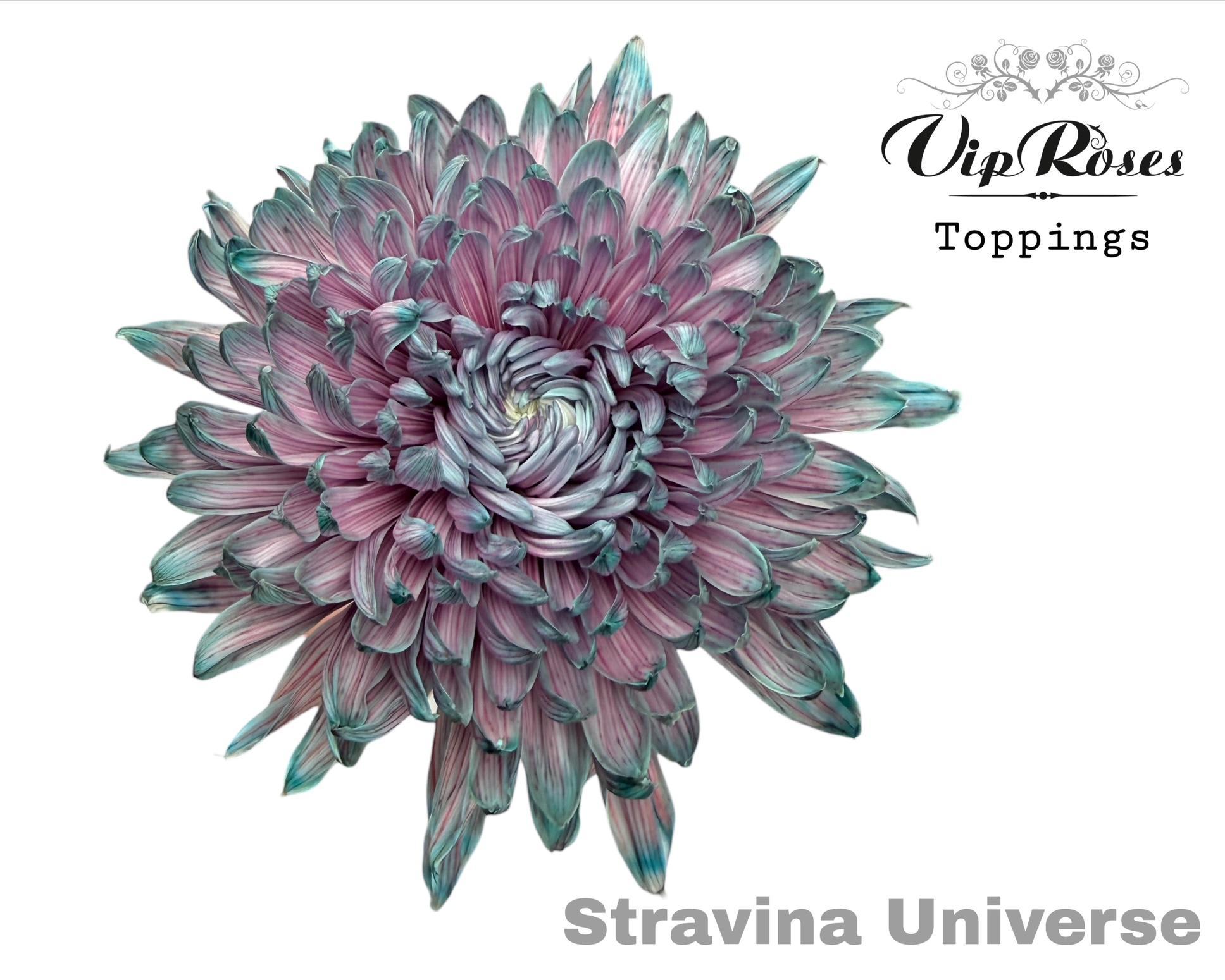 Срезанные цветы оптом Chrys bl paint stravina universe от 20шт из Голландии с доставкой по России