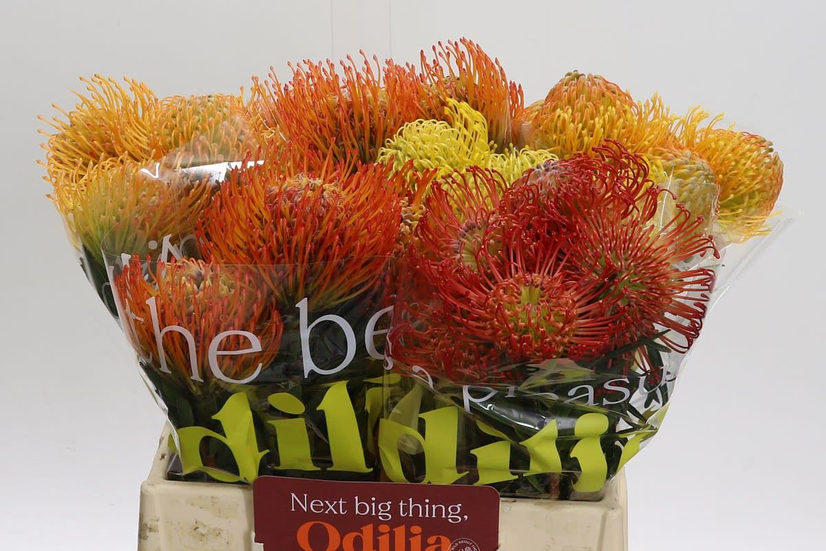 Срезанные цветы оптом Nutans mix in bucket от 30шт из Голландии с доставкой по России