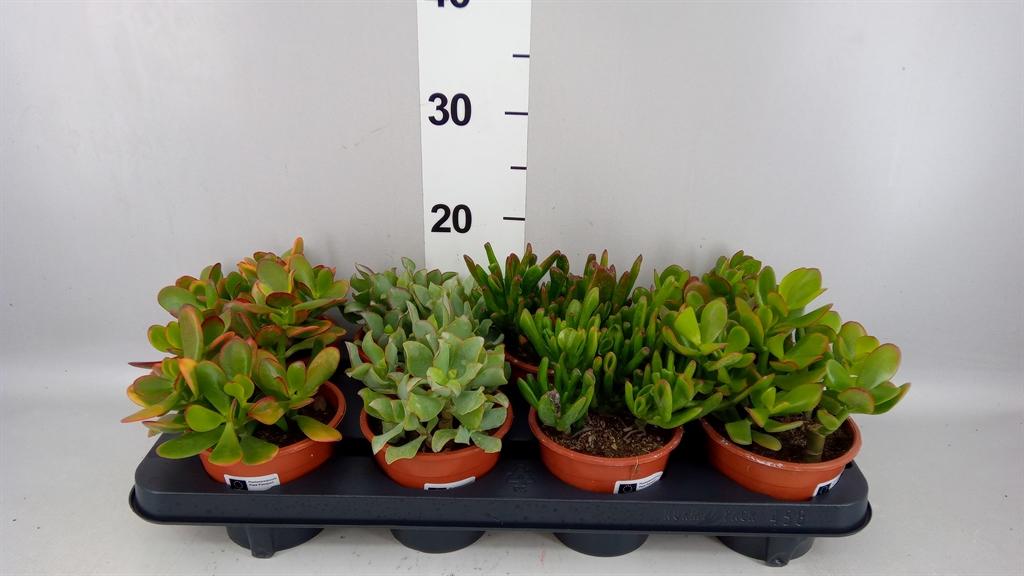 Горшечные цветы и растения оптом Crassula ...mix от 8шт из Голландии с доставкой по России