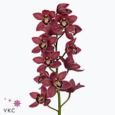 Срезанные цветы оптом Cymbidium red brera от 6шт из Голландии с доставкой по России