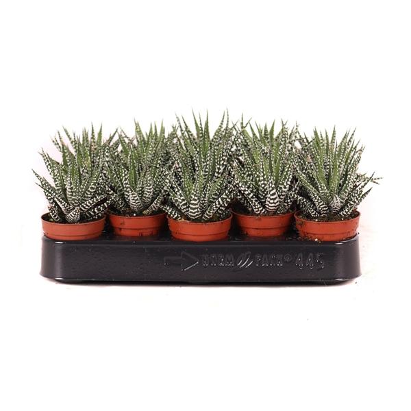 Горшечные цветы и растения оптом Haworthia Big Band от 20шт (для телеги) из Голландии с доставкой по России