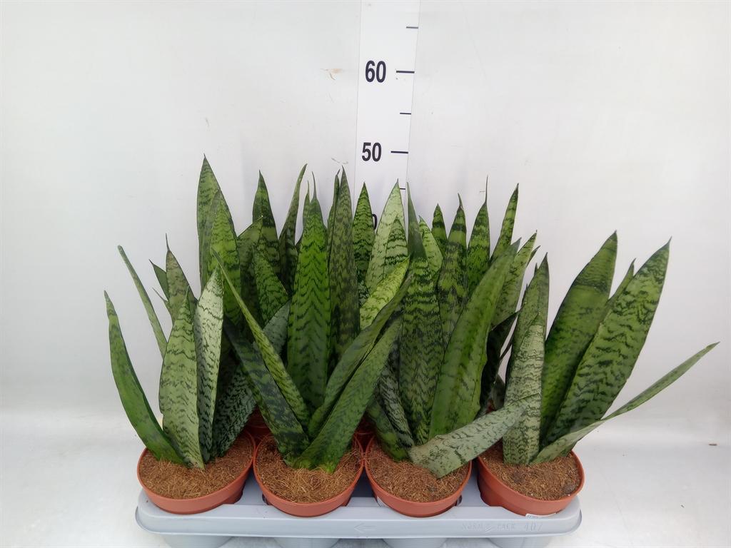 Горшечные цветы и растения оптом Sansevieria Zeylanica от 7шт из Голландии с доставкой по России