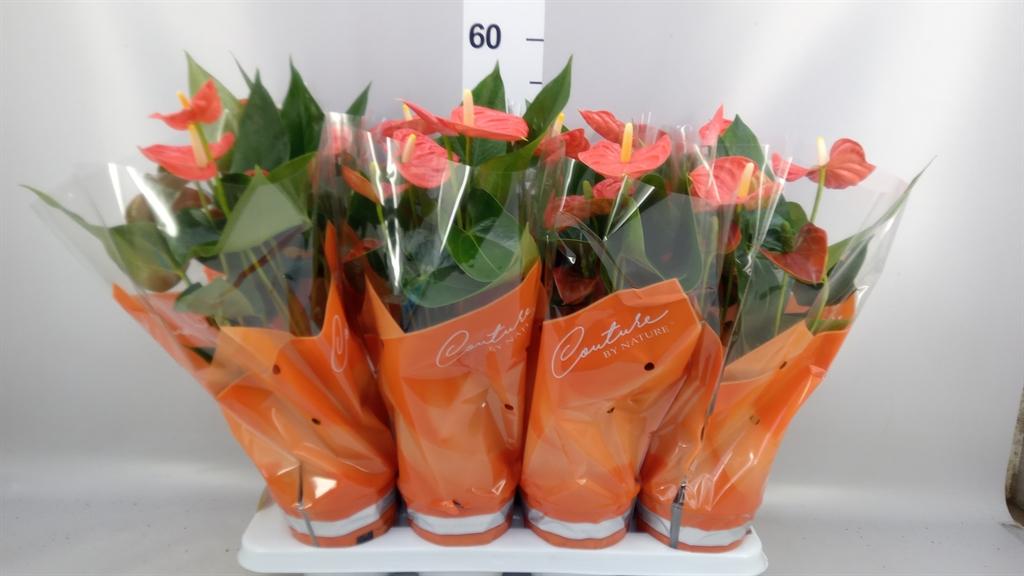 Горшечные цветы и растения оптом Anthurium Andr. sierra Orange от 8шт из Голландии с доставкой по России