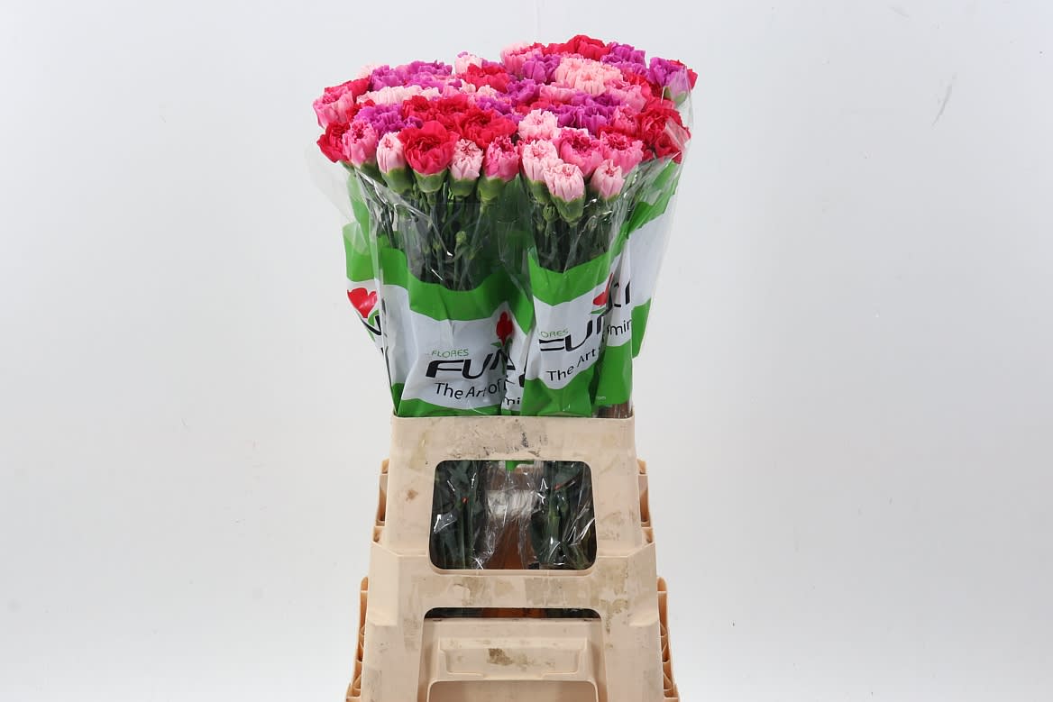 Срезанные цветы оптом Dianthus st mix rainbow pink от 80шт из Голландии с доставкой по России