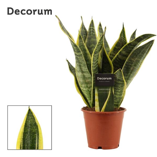 Горшечные цветы и растения оптом Sansevieria Superba (decorum) от 10шт из Голландии с доставкой по России