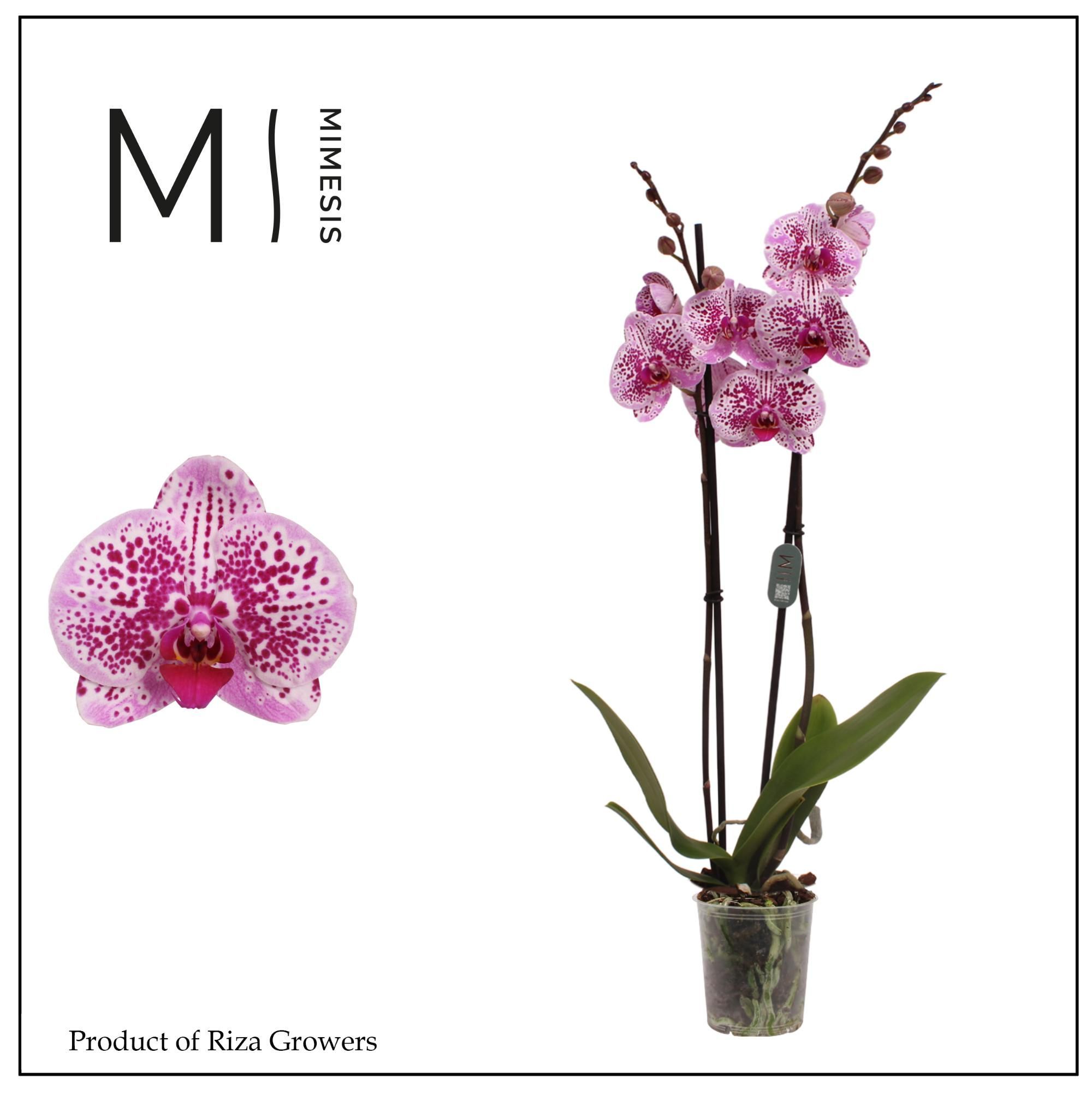 Горшечные цветы и растения оптом Phalaenopsis Mesmerion 2 Spike – 12cm | Mimesis от 10шт из Голландии с доставкой по России