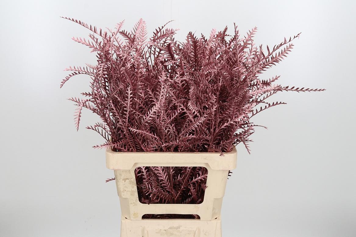 Срезанные цветы оптом Grevillea ivanhoe paint gold pink от 50шт из Голландии с доставкой по России