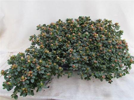 Горшечные цветы и растения оптом Rhodo Si Sachsenster от 6шт из Голландии с доставкой по России