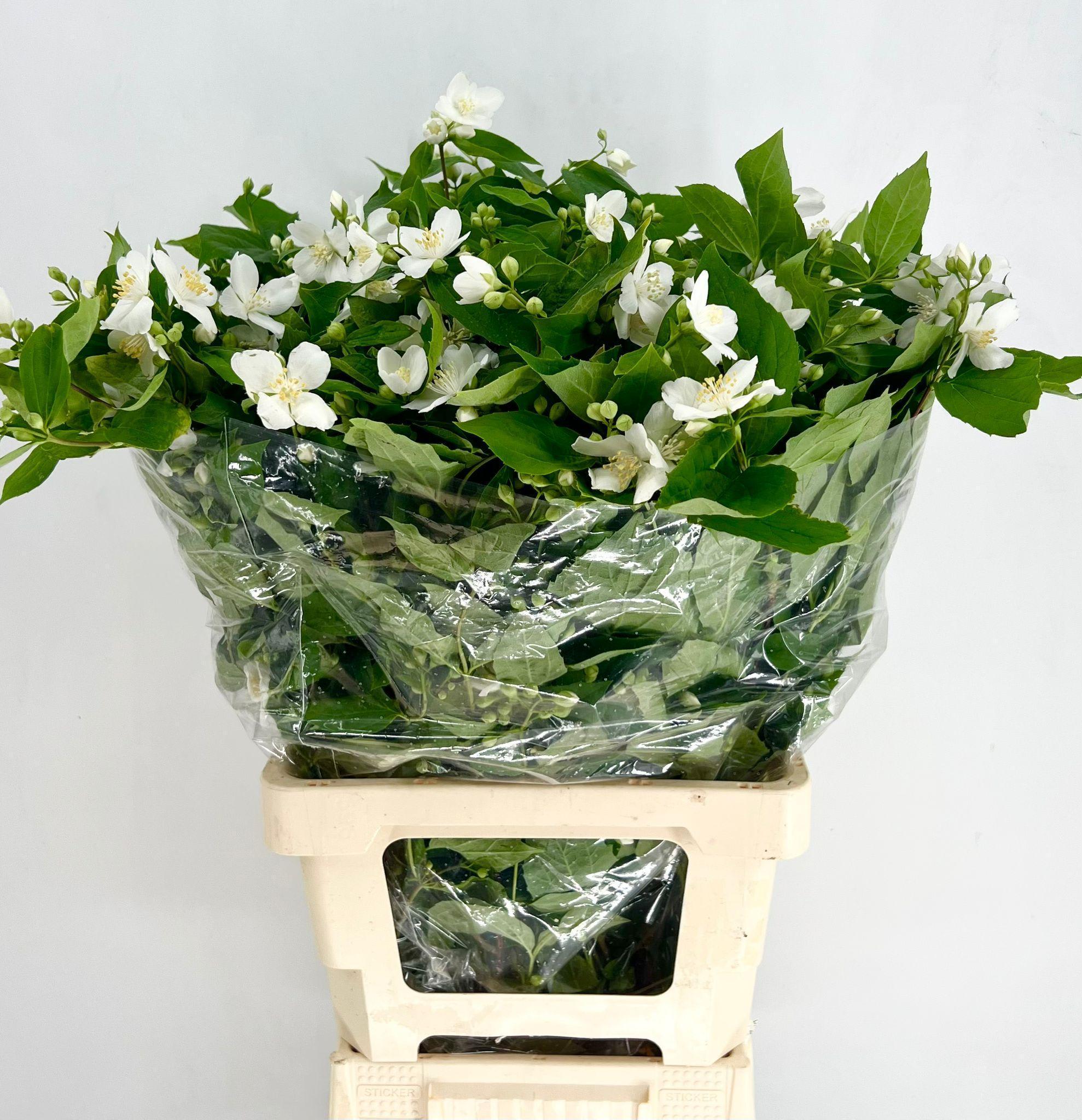 Срезанные цветы оптом Philadelphus snowbelle от 10шт из Голландии с доставкой по России