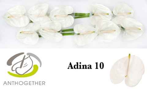 Срезанные цветы оптом Anthurium adina от 16шт. из Голландии с доставкой по России