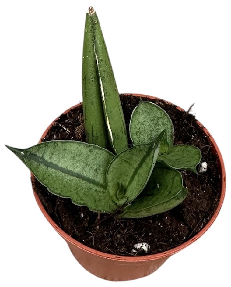 Горшечные цветы и растения оптом Sansevieria Rookie от 1шт (для телеги) из Голландии с доставкой по России