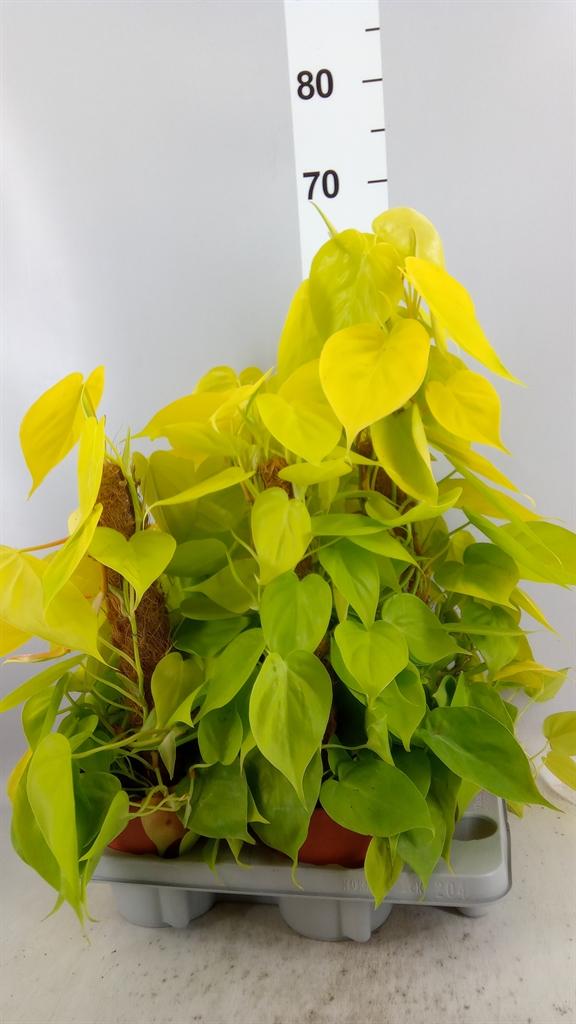 Горшечные цветы и растения оптом Philodendron ... от 4шт из Голландии с доставкой по России