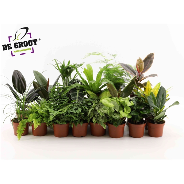 Горшечные цветы и растения оптом Plant Surprise Mix от 10шт из Голландии с доставкой по России