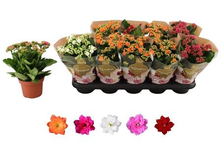 Горшечные цветы и растения оптом Kal Ros Mix от 10шт из Голландии с доставкой по России