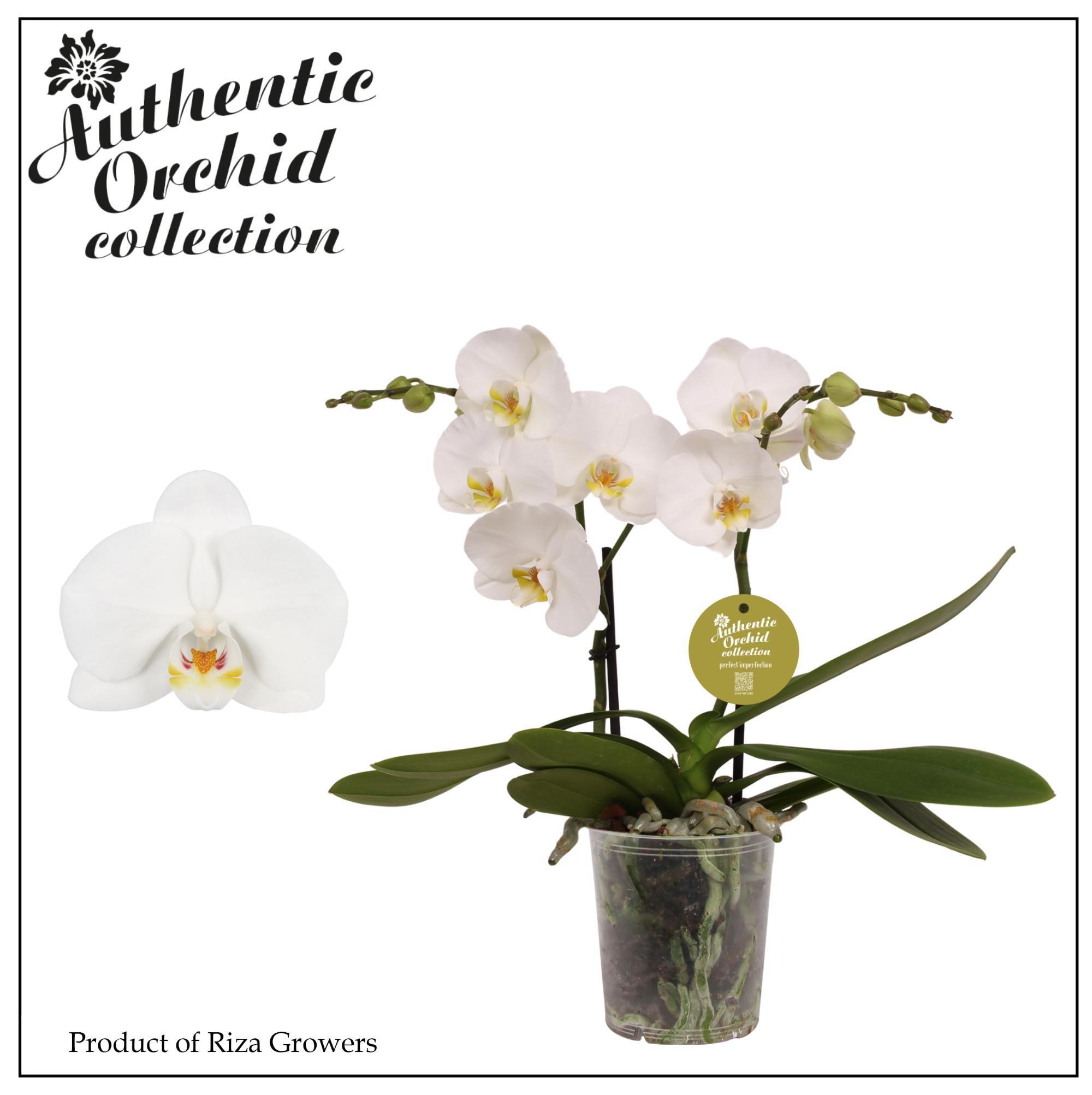 Горшечные цветы и растения оптом Phal 2st Authentic Spirit White 12+ (orchid Grower от 6шт из Голландии с доставкой по России