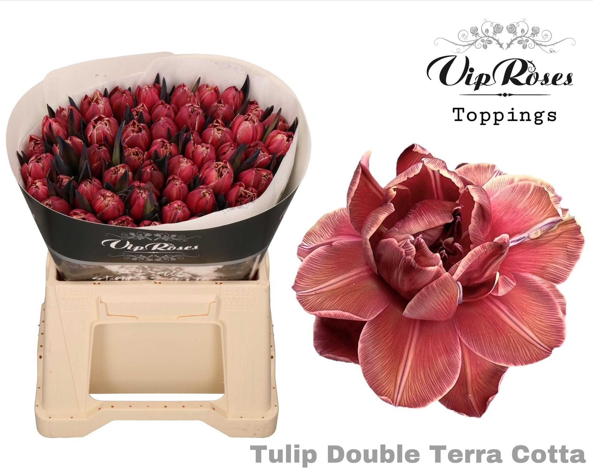 Срезанные цветы оптом Tulipa do paint terracotta от 50шт из Голландии с доставкой по России