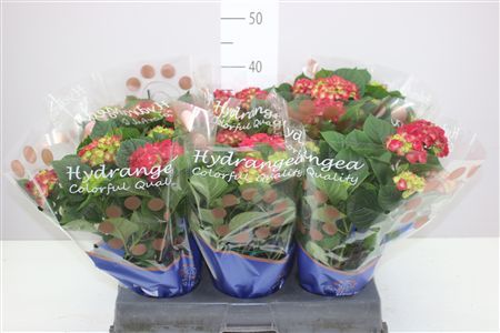 Горшечные цветы и растения оптом Hydrangea Speedy Red 9-10 от 6шт из Голландии с доставкой по России