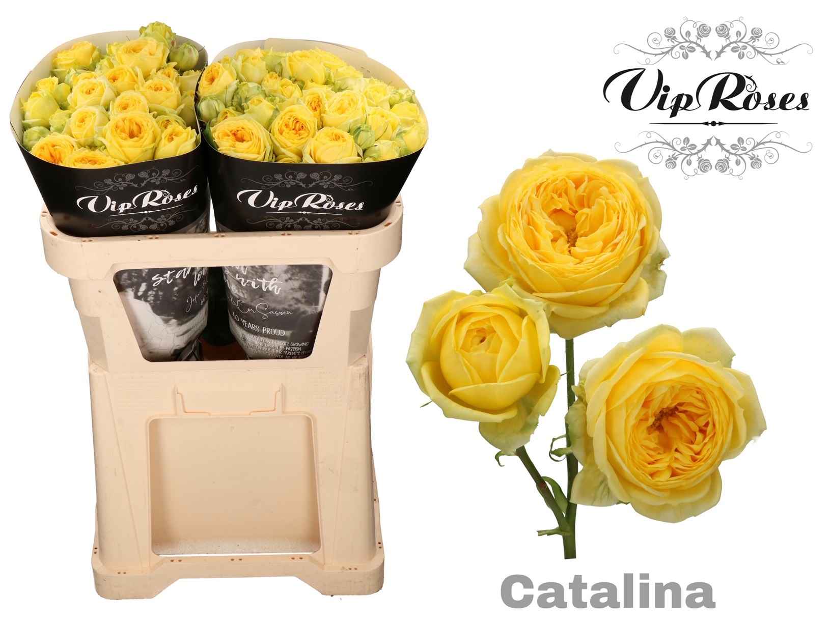 Срезанные цветы оптом Rosa sp catalina от 20шт из Голландии с доставкой по России
