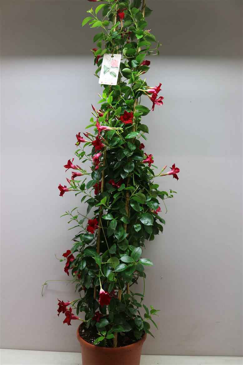 Горшечные цветы и растения оптом Mandevilla Sun Red Pyramide от 1шт из Голландии с доставкой по России