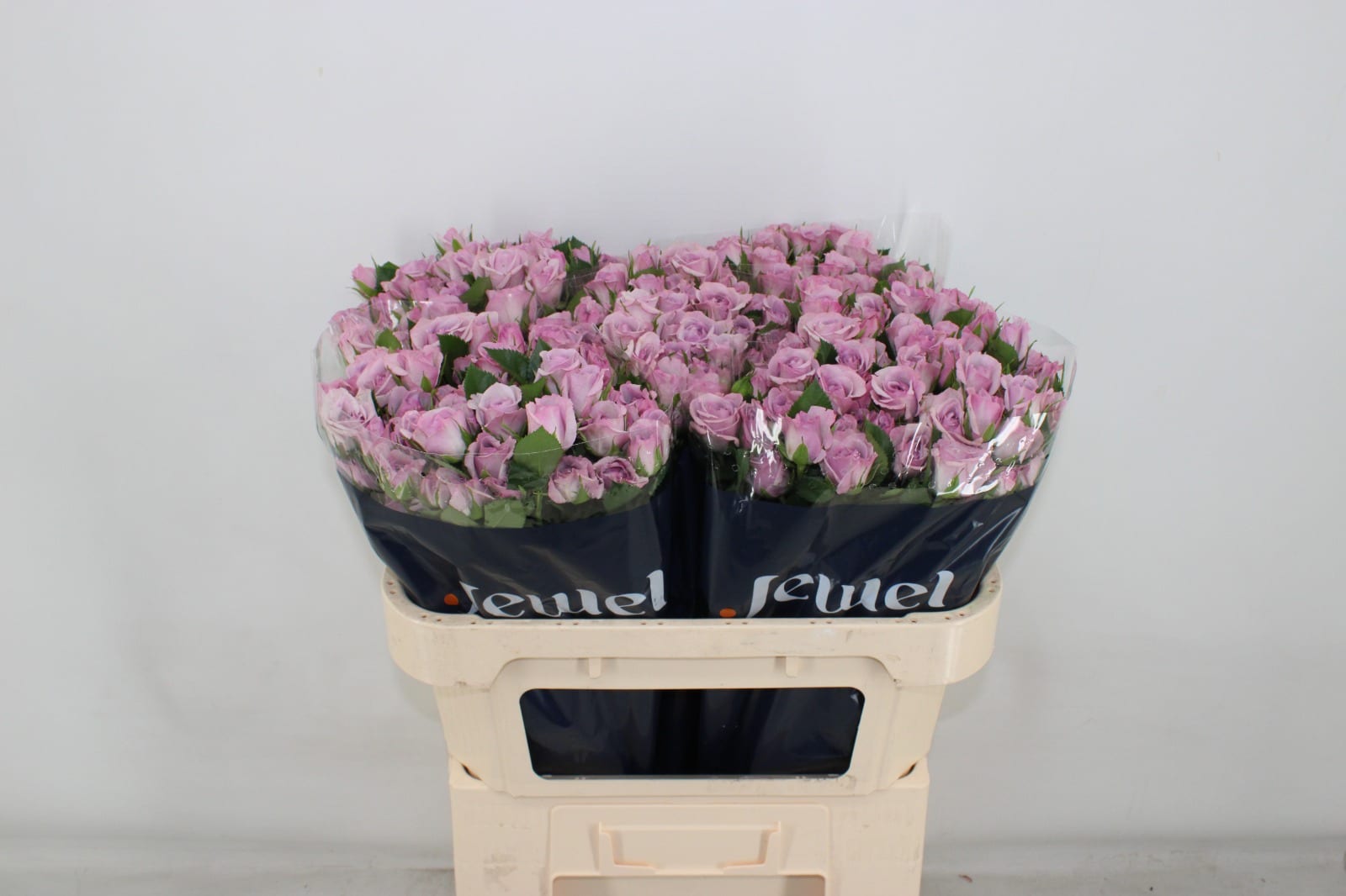 Срезанные цветы оптом Rosa spray nandi от 50шт из Голландии с доставкой по России