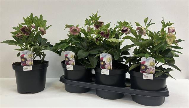 Горшечные цветы и растения оптом Helleborus Or. Double Ellen Mix от 3шт из Голландии с доставкой по России